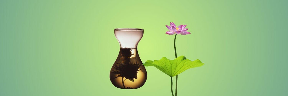 The Gentle Embrace of Lotus Leaf Tea: A Guide to History, Health, and Tranquility