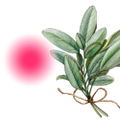 Logo for Clary Sage for Periods