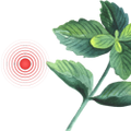 Logo for Peppermint for Headache and Migraine