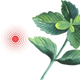 Logo representing this research and benefits: Peppermint for Headache and Migraine
