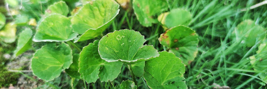 Centella Asiatica for Skin: Unlocking Its Benefits for Women's Complexion