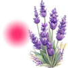 Lavender for Periods