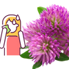 Red Clover for Hot Flashes