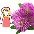 Red Clover for Hot Flashes